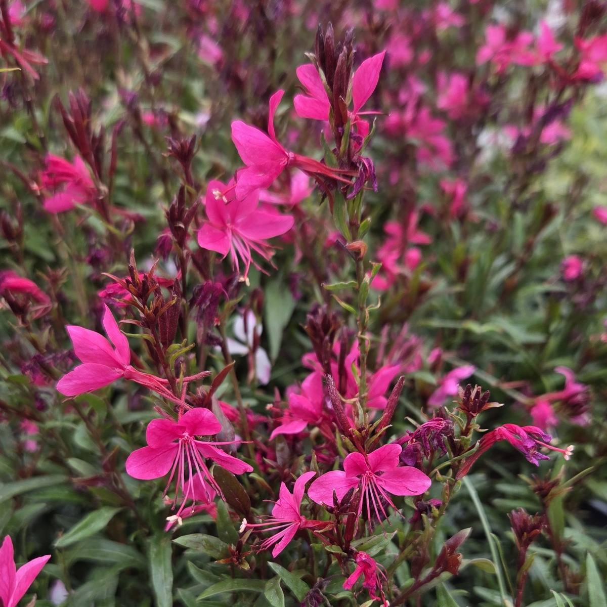 Na slunce - Svíčkovec Lindheimerův Gambit Rose květináč 12cm