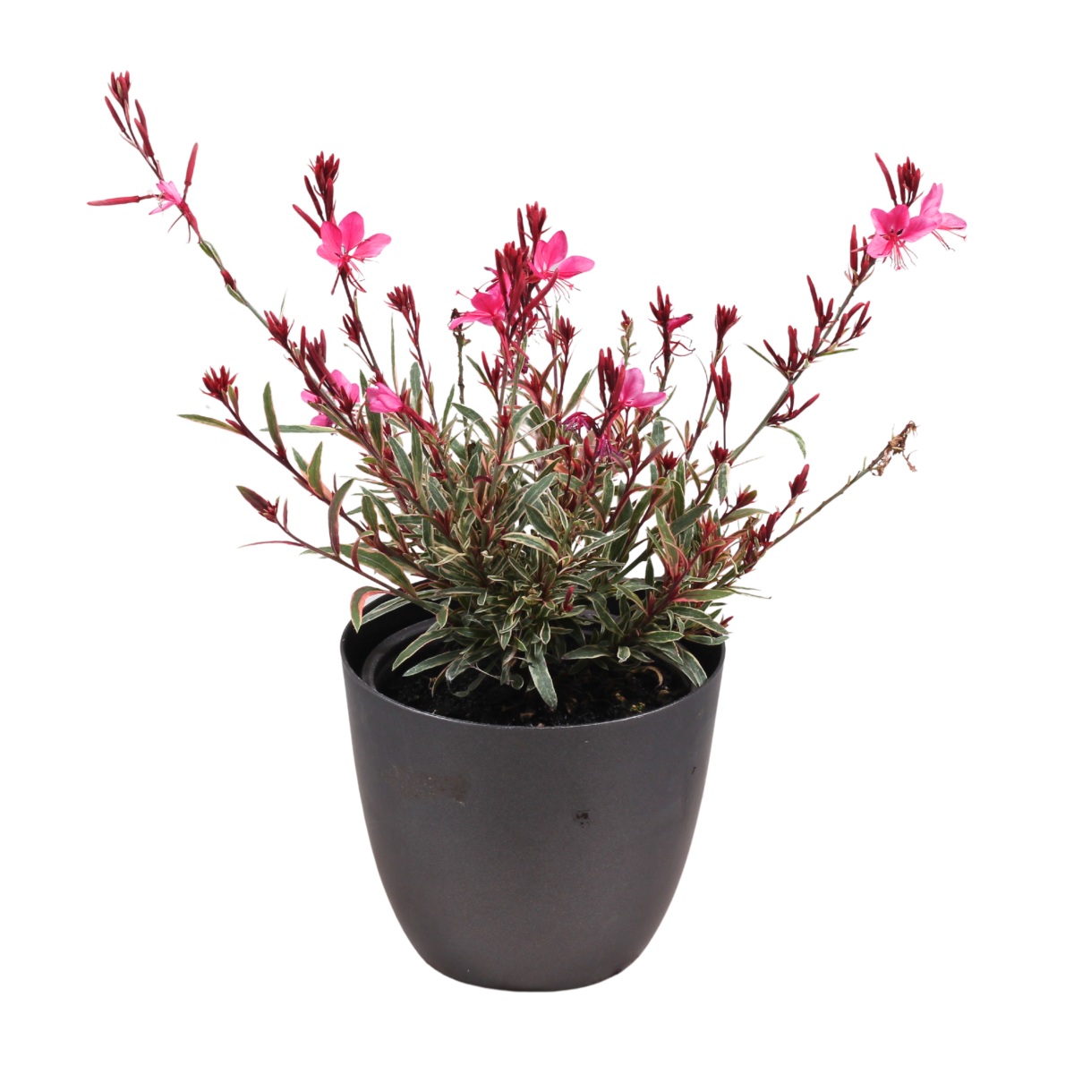 Na slunce - Svíčkovec Lindheimerův Gambit Variegata Rose květináč 12cm
