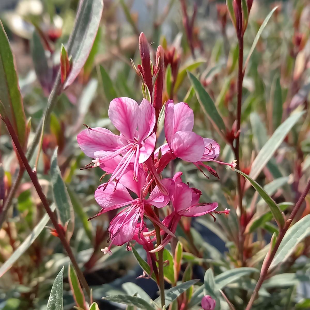 Svíčkovec Lindheimerův Gambit Variegata Rose květináč 12cm-0