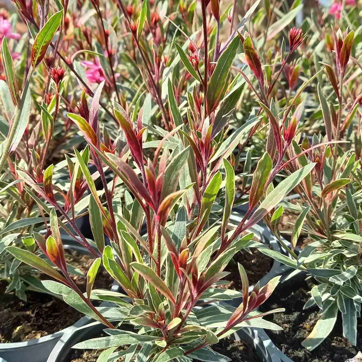 Svíčkovec Lindheimerův Gambit Variegata Rose květináč 12cm-1