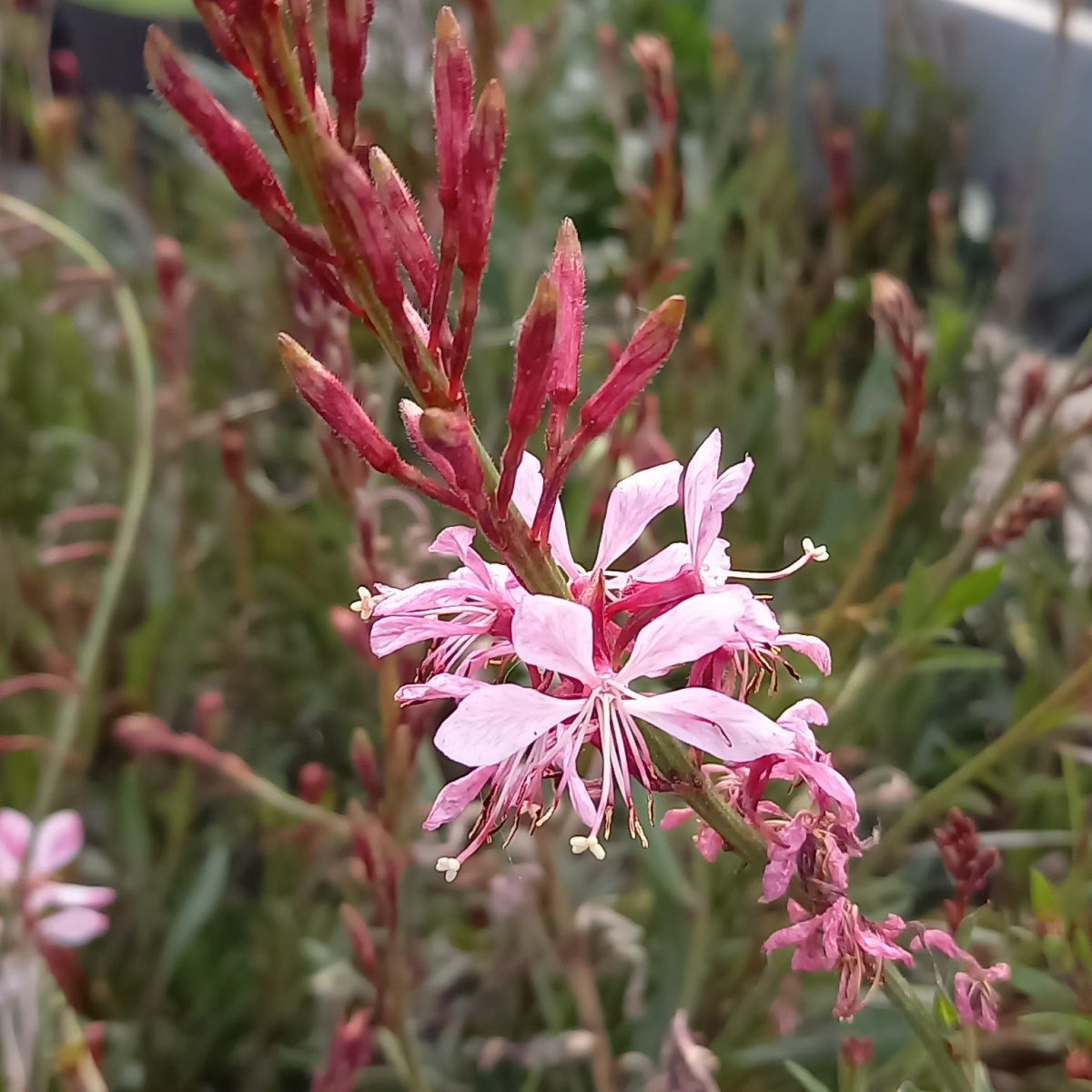 Na slunce - Svíčkovec Lindheimerův Geyser Pink květináč 2 litry