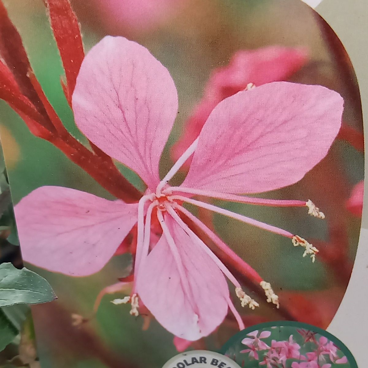 Svíčkovec Lindheimerův Geyser Pink květináč 2 litry-0