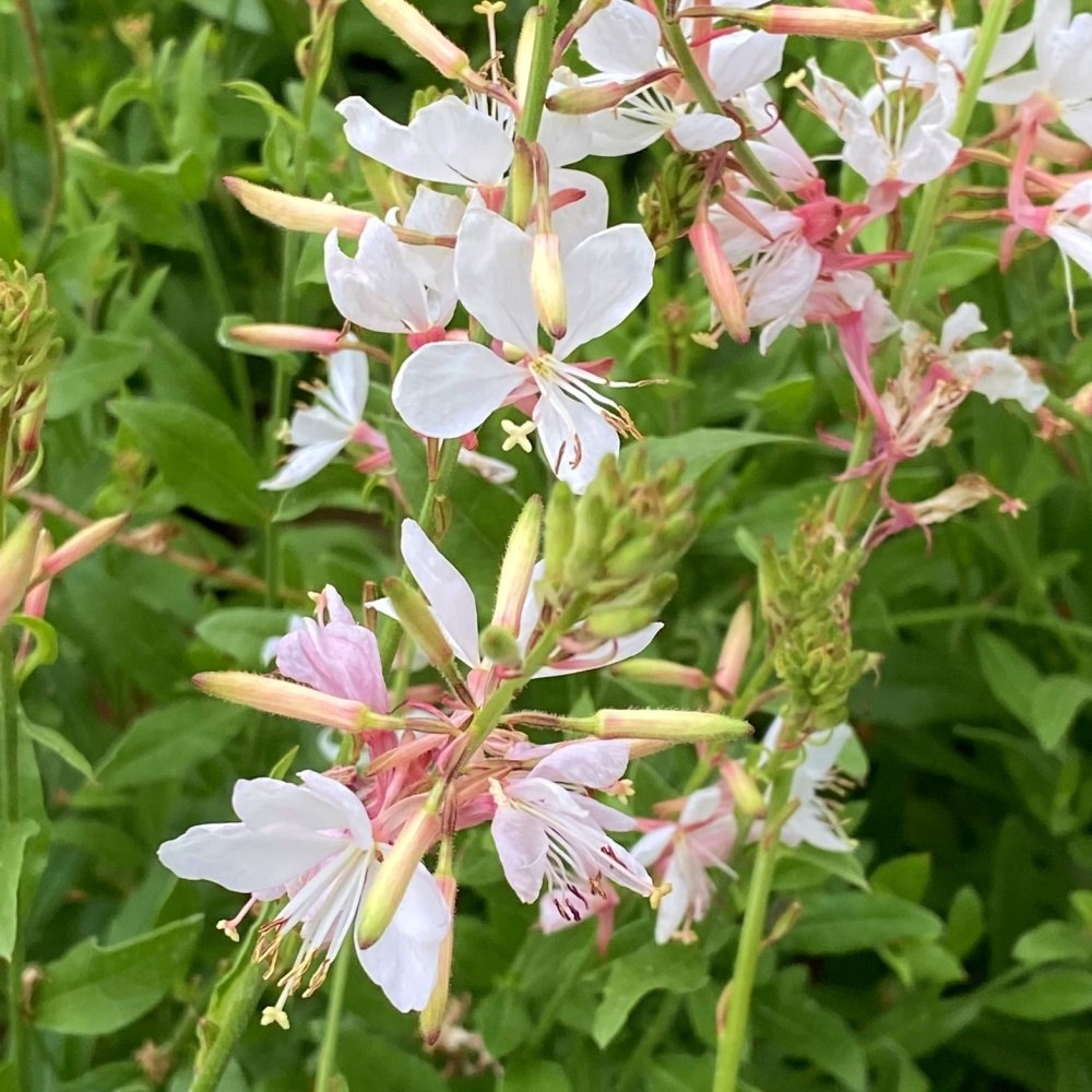 Na slunce - Svíčkovec Lindheimerův Giggles White květináč 2 litry