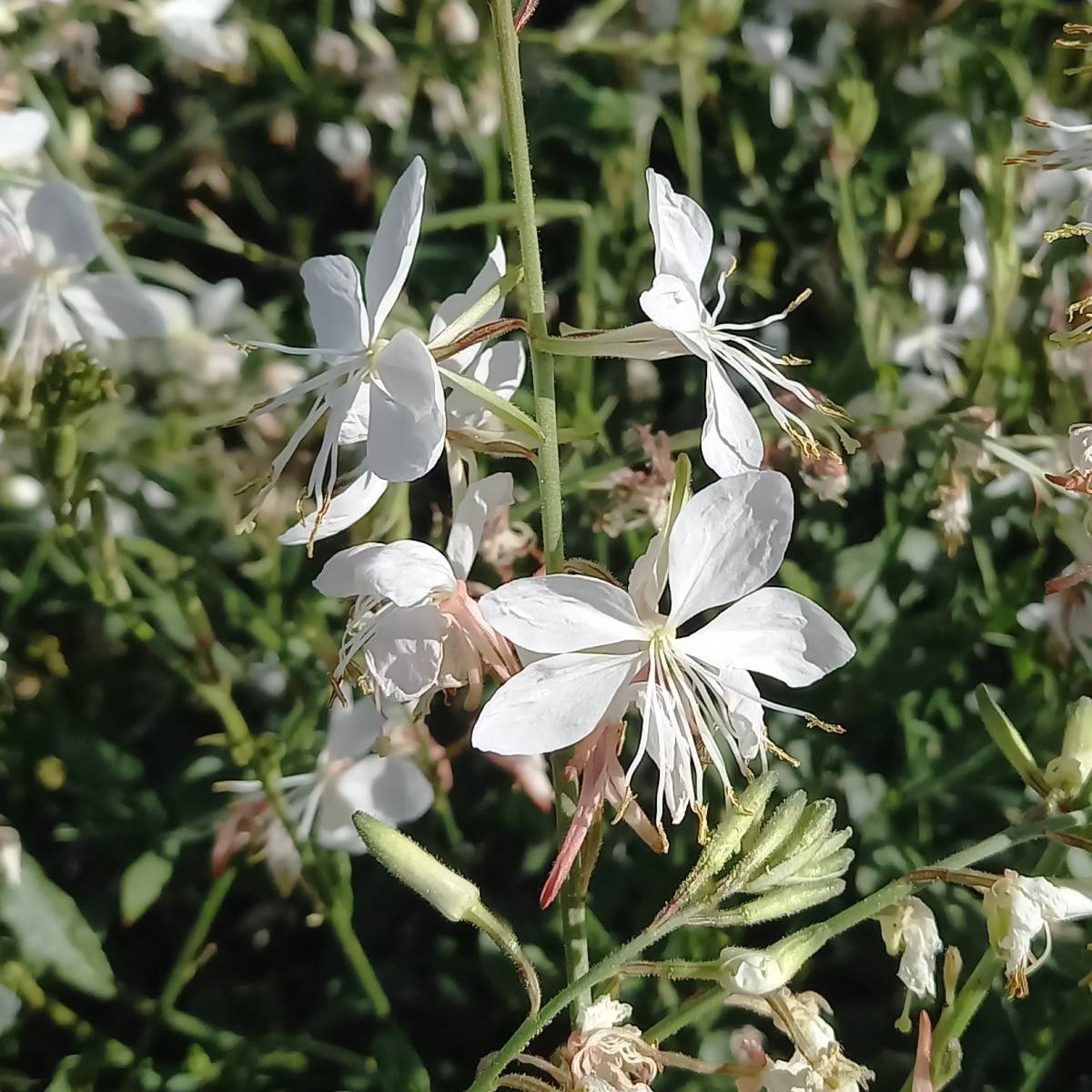 Na slunce - Svíčkovec Lindheimerův mix, květináč 3 litry