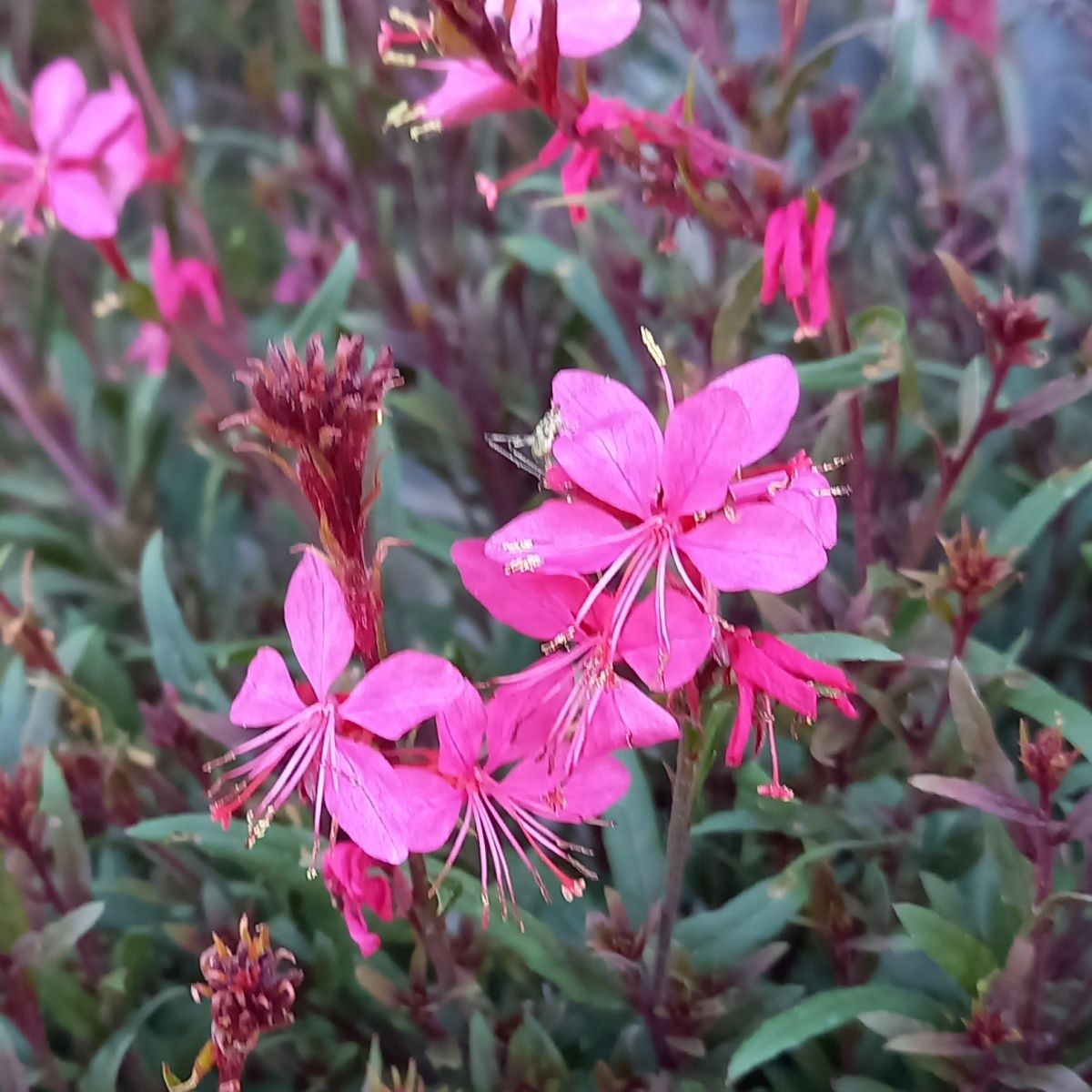 Svíčkovec Lindheimerův mix, květináč 3 litry-0
