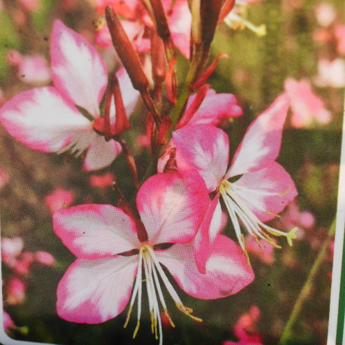 Na slunce - Svíčkovec 'Rosy Jane' 12cm