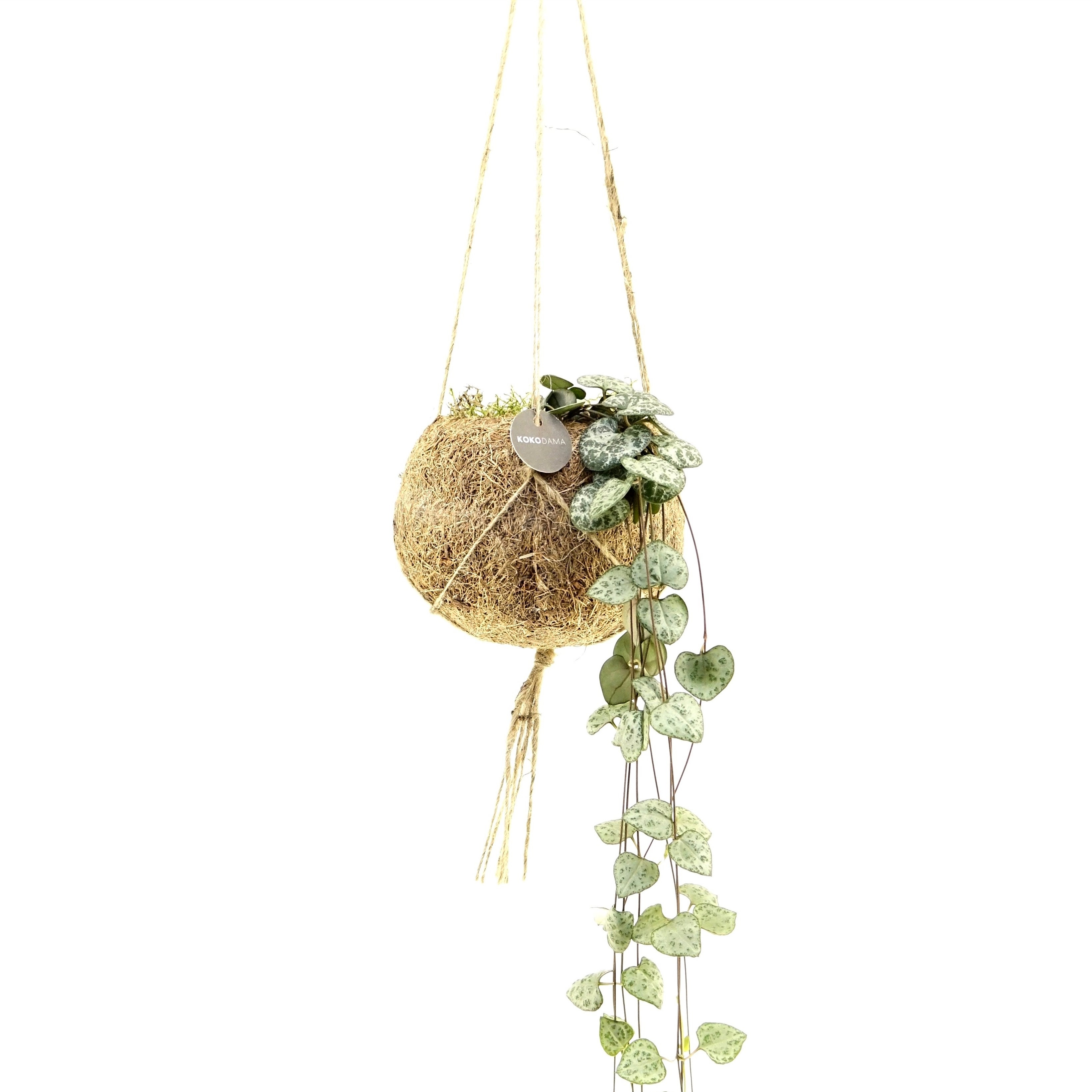 Kokodama - Svícník kokodama závěs 12cm