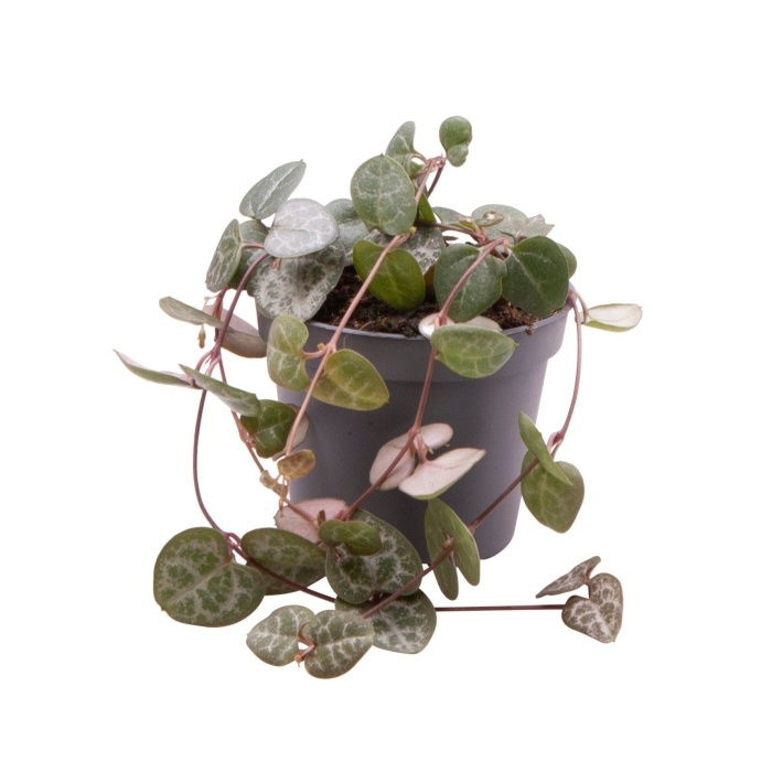 Kaktusy a sukulenty - Svícník Woodův květináč 6cm