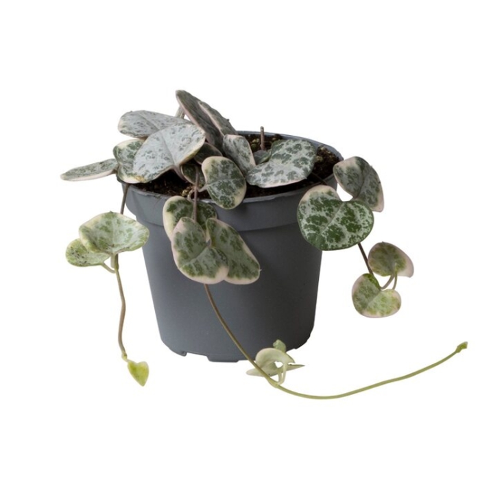 Kaktusy a sukulenty - Svícník Woodův Variegata květináč 6cm