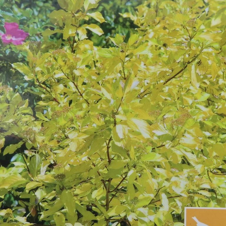 Keře okrasné listem - Svída bílá Aurea květináč 5 litrů, výška 60/80cm, keř