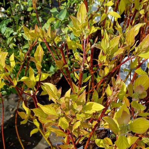 Svída bílá Aurea květináč 5 litrů, výška 60/80cm, keř-0