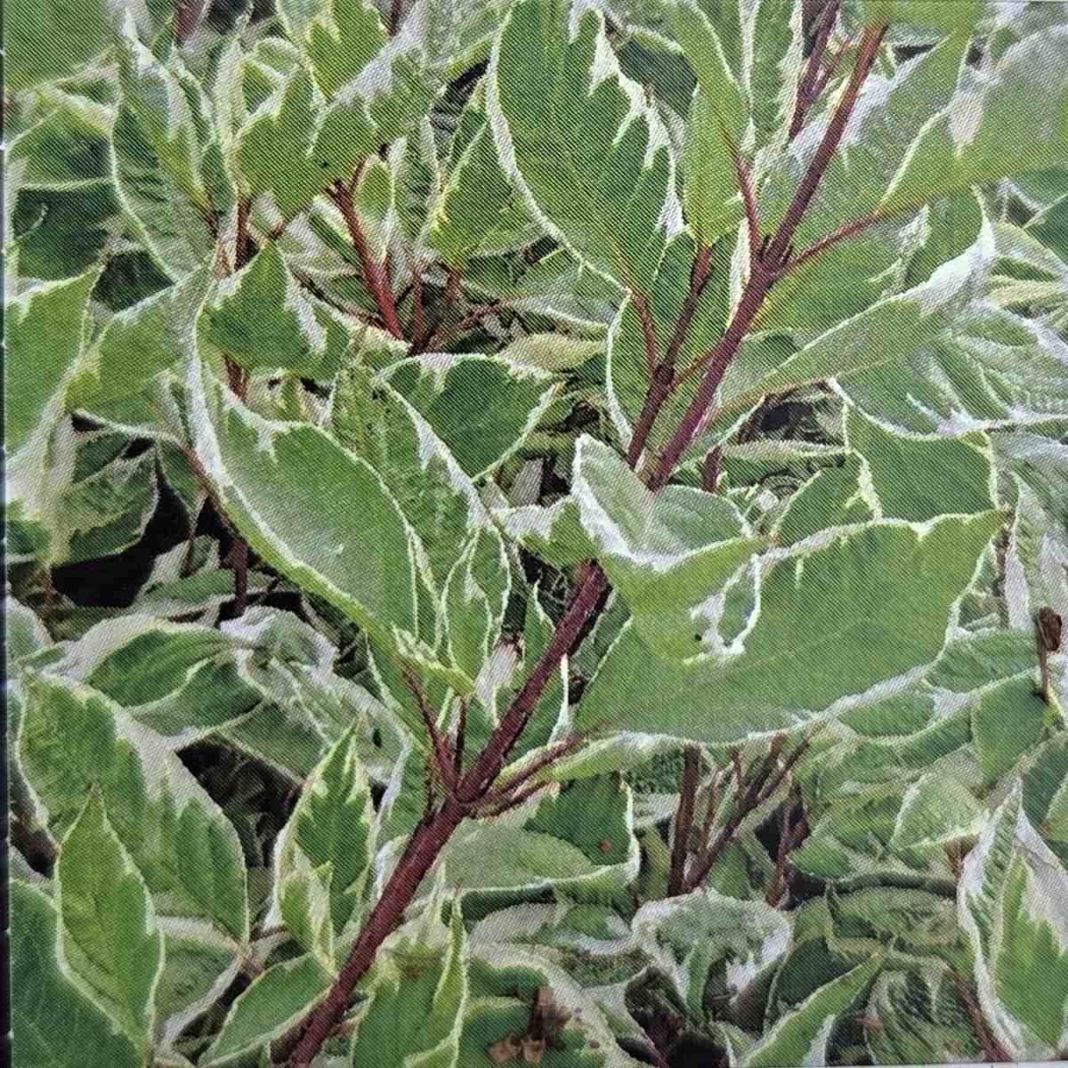 Keře okrasné listem - Svída bílá Elegantissima výška 30/40cm, kvěitnáč 1,5 litru