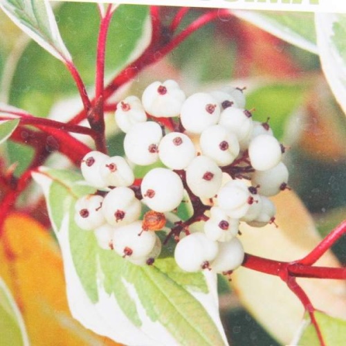 Keře okrasné listem - Svída bílá 'Elegantissima' výška 80/100cm, 10 litrů