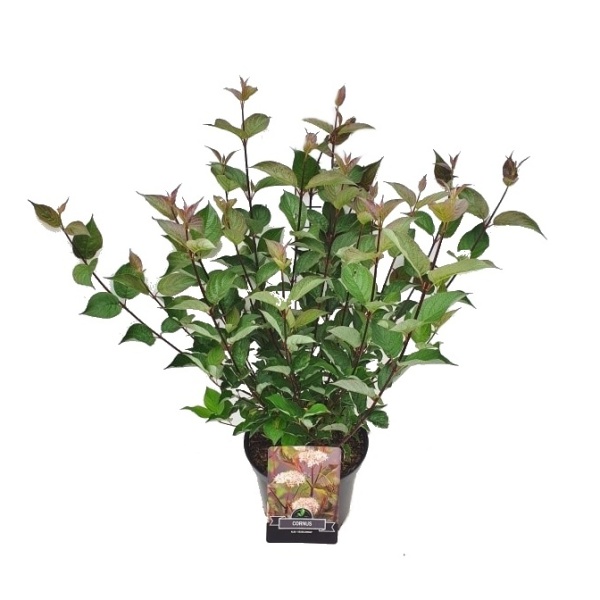 Keře okrasné listem - Svída bílá 'Kesselringii' výška 30/40cm, 2,5 litru, keř