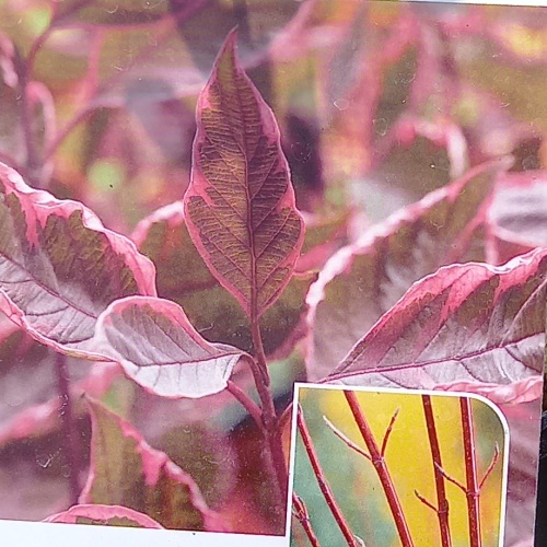 Keře okrasné listem - Svída bílá 'Miracle'® výška 40/60cm, 3 litry