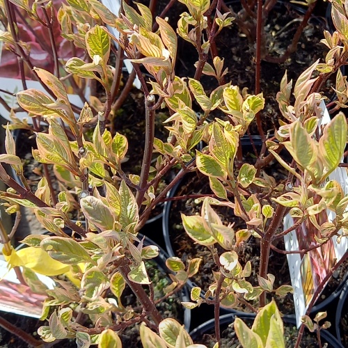 Svída bílá 'Miracle'® výška 40/60cm, 3 litry-0