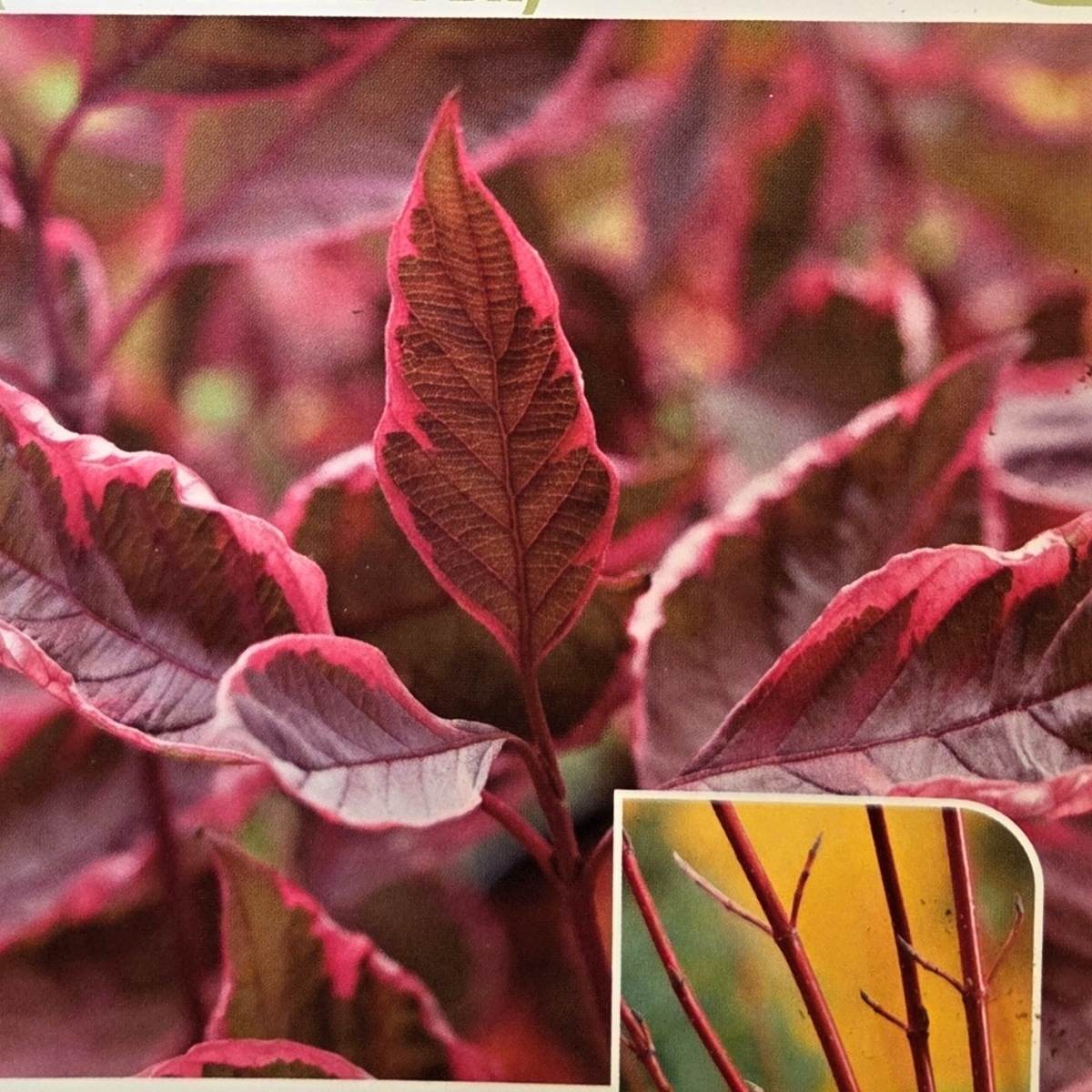 Keře okrasné květem - Svída bílá Miracle výška 50/60cm, květináč 4,6 litru