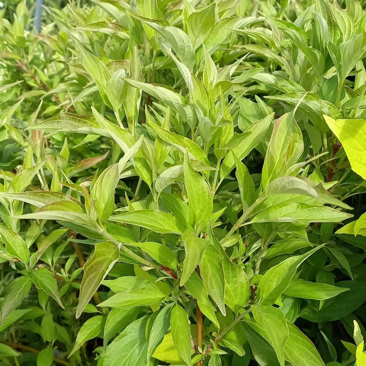 Živé ploty - Svída bílá Red Gnome květináč 2 litry