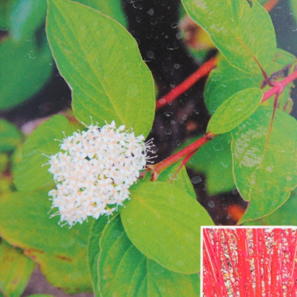 Keře okrasné listem - Svída bílá Sibirica květináč 5 litrů, výška 60/80cm, keř