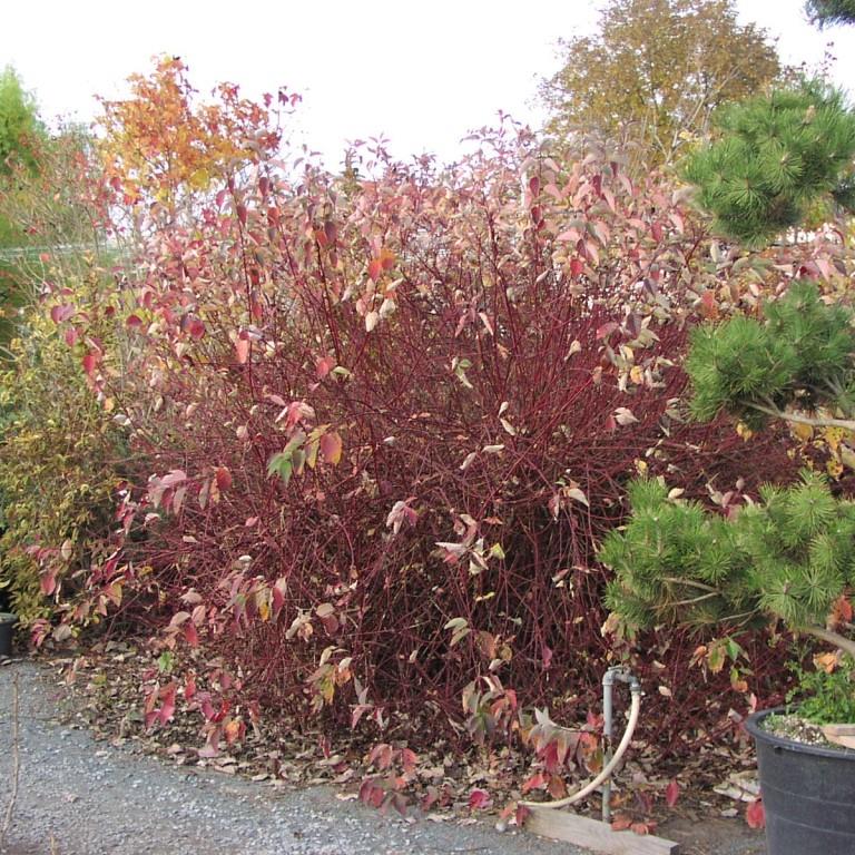 Svída bílá Sibirica květináč 5 litrů, výška 60/80cm, keř-1