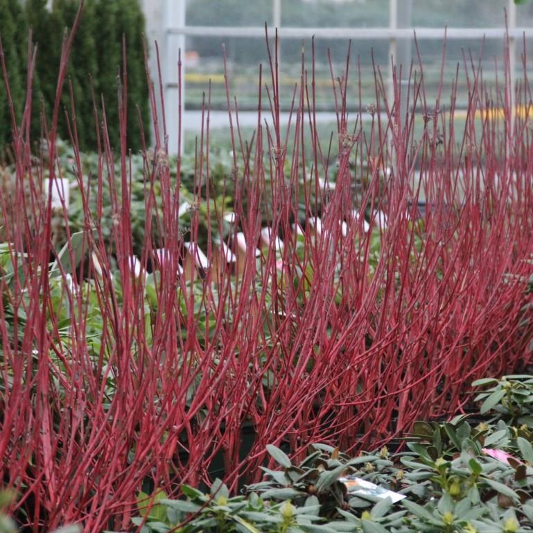 Svída bílá Sibirica květináč 5 litrů, výška 60/80cm, keř-0