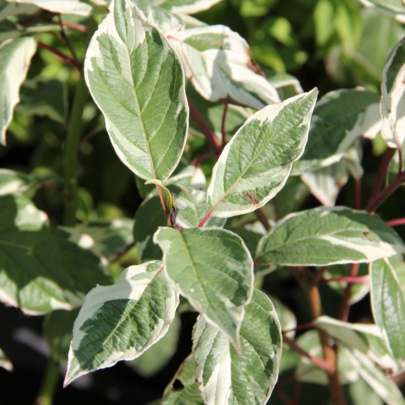 Keře okrasné listem - Svída bílá Sibirica Variegata květináč 2,5 litru, výška 40/60cm, keř