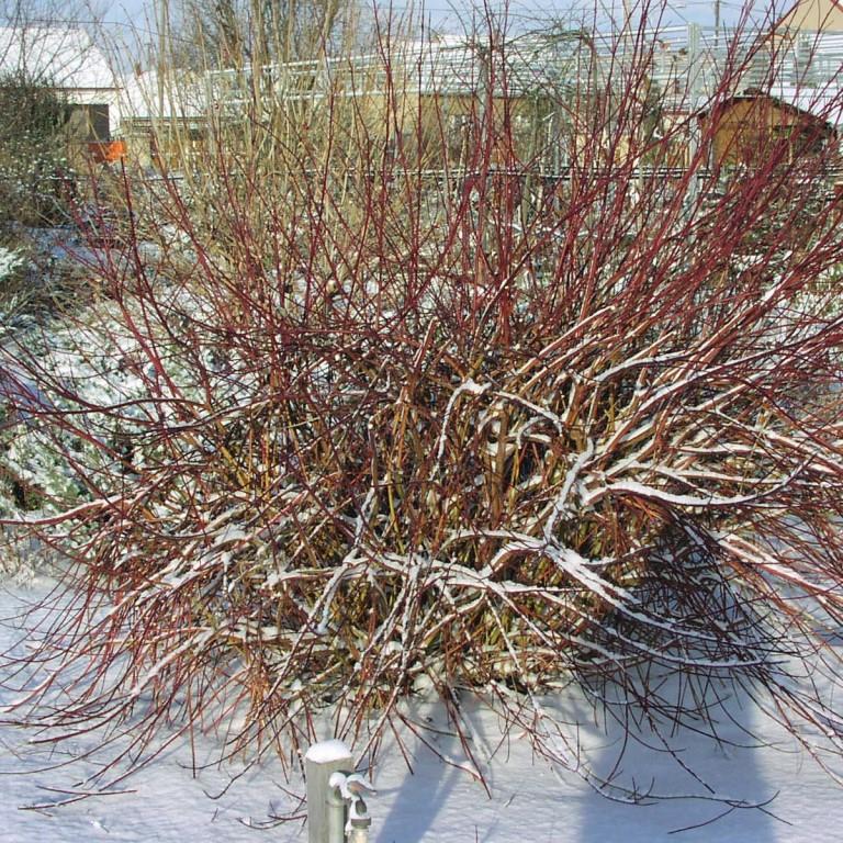 Svída bílá Sibirica Variegata květináč 2,5 litru, výška 40/60cm, keř-0