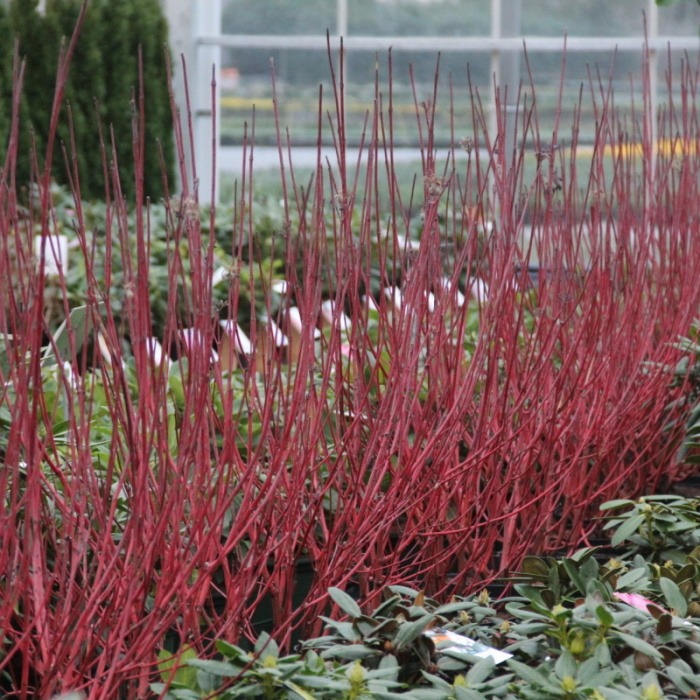 Keře okrasné listem - Svída bílá Sibirica výška 40/60cm, květináč 2,5 litru