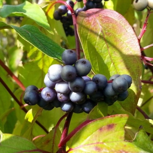 Keře okrasné listem - Svída 'Blue Cloud' květináč 2 litry, výška 40/60cm, keř