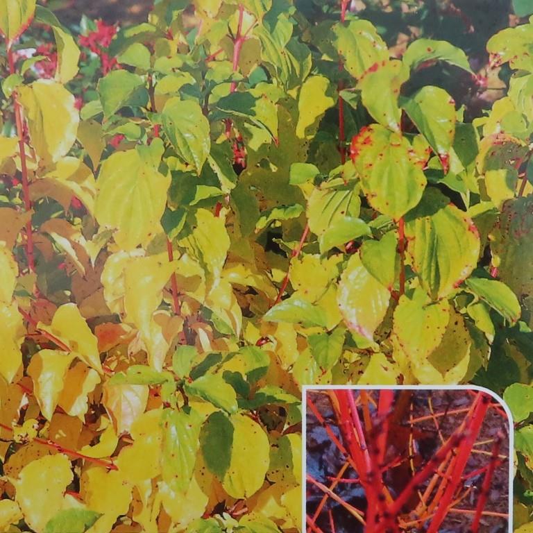 Keře okrasné listem - Svída krvavá Midwinter Fire květináč 5 litrů, výška 40/60cm, keř