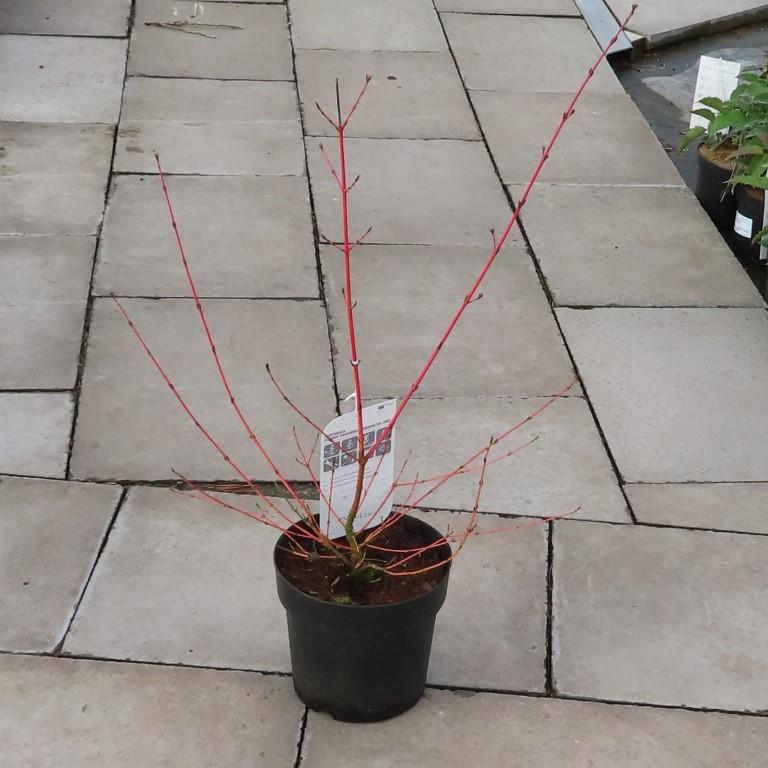 Svída krvavá Midwinter Fire květináč 5 litrů, výška 40/60cm, keř-0