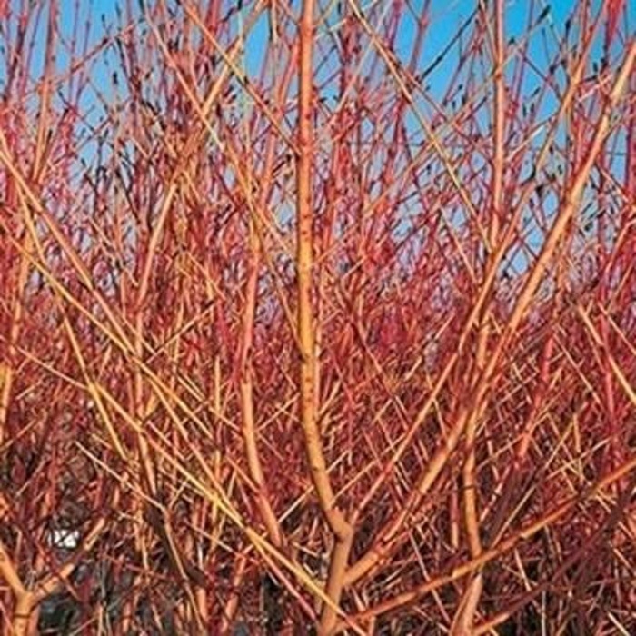 Keře okrasné listem - Svída krvavá Midwinter Fire výška 20/30cm, květináč 2,5 litru