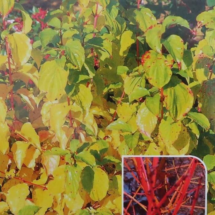 Svída krvavá Midwinter Fire výška 20/30cm, květináč 2,5 litru-0