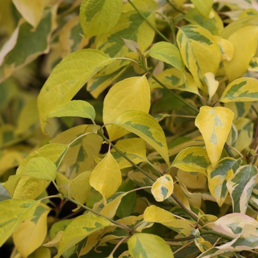 Keře okrasné květem - Svída sporná 'Gosia' květináč 10 litrů, výška 100/125cm, keř