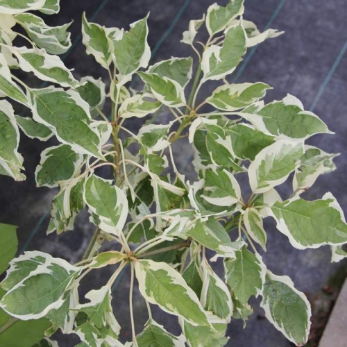 Keře okrasné květem - Svída sporná Variegata výška 175/200cm, květináč 70 litrů