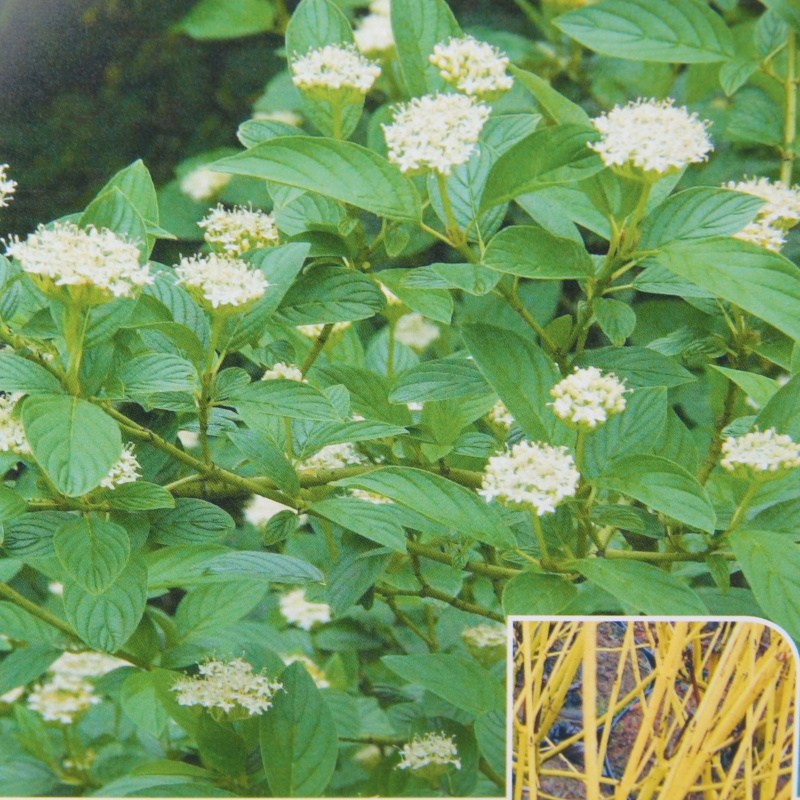 Keře okrasné listem - Svída výběžkatá Flaviramea květináč 5 litrů, výška 60/80cm, keř