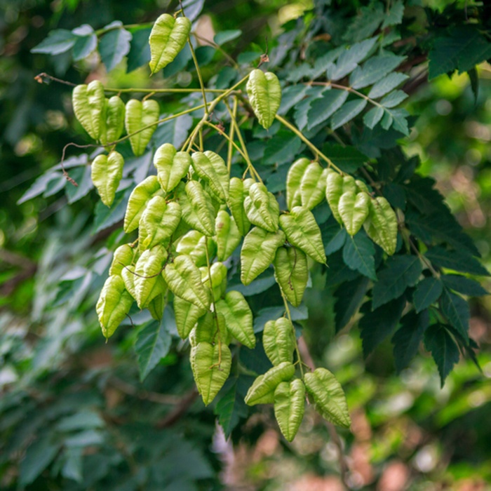 Listnaté stromky a stromy - Svitel latnatý Fastigiata výška 250/300cm, květináč 35 litrů