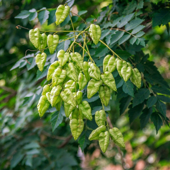 Listnaté stromky a stromy - Svitel latnatý obvod kmene 10/12, květináč 35 litrů