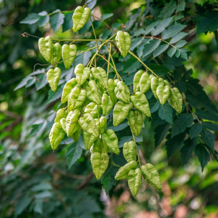 Listnaté stromky a stromy - Svitel latnatý obvod kmene 6/8cm, květináč 18 litrů