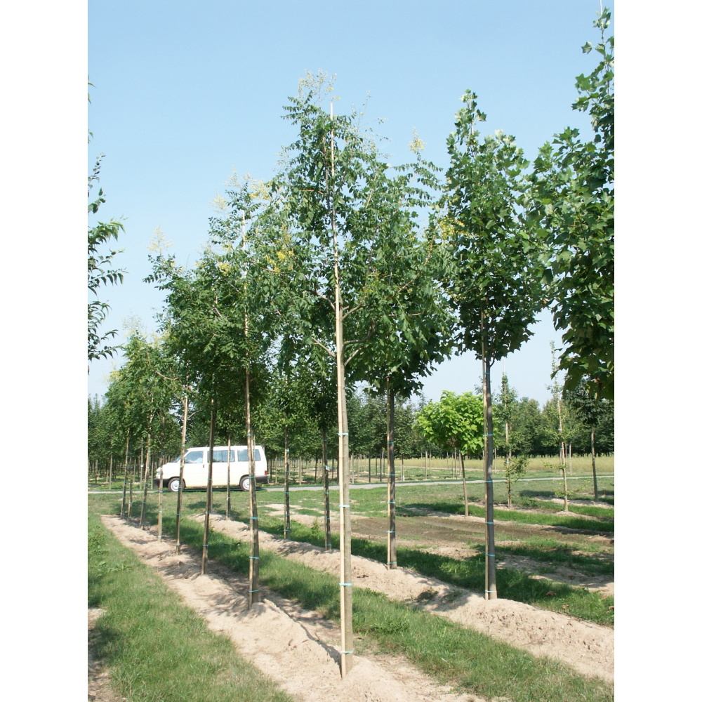 Soliterní stromy - Svitel latnatý výška kmene 225cm, zemní bal