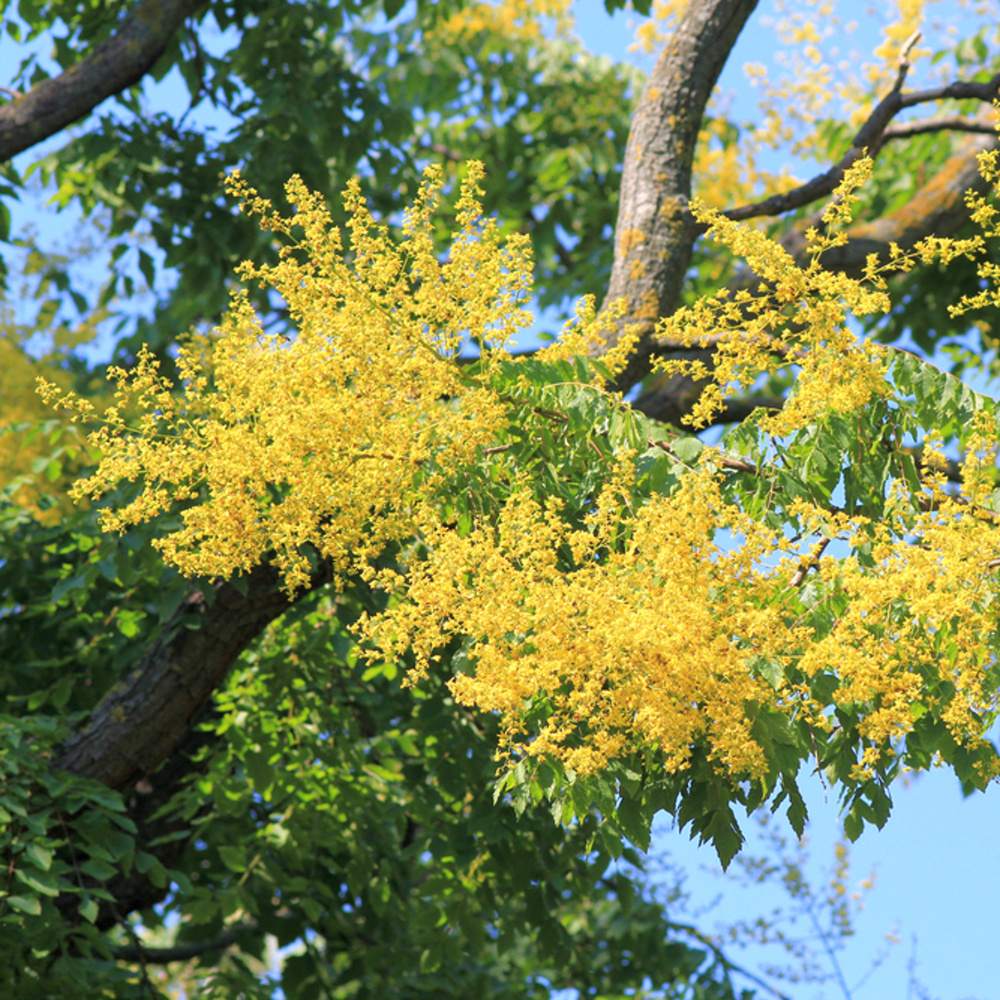 Svitel latnatý výška kmene 225cm, zemní bal-0