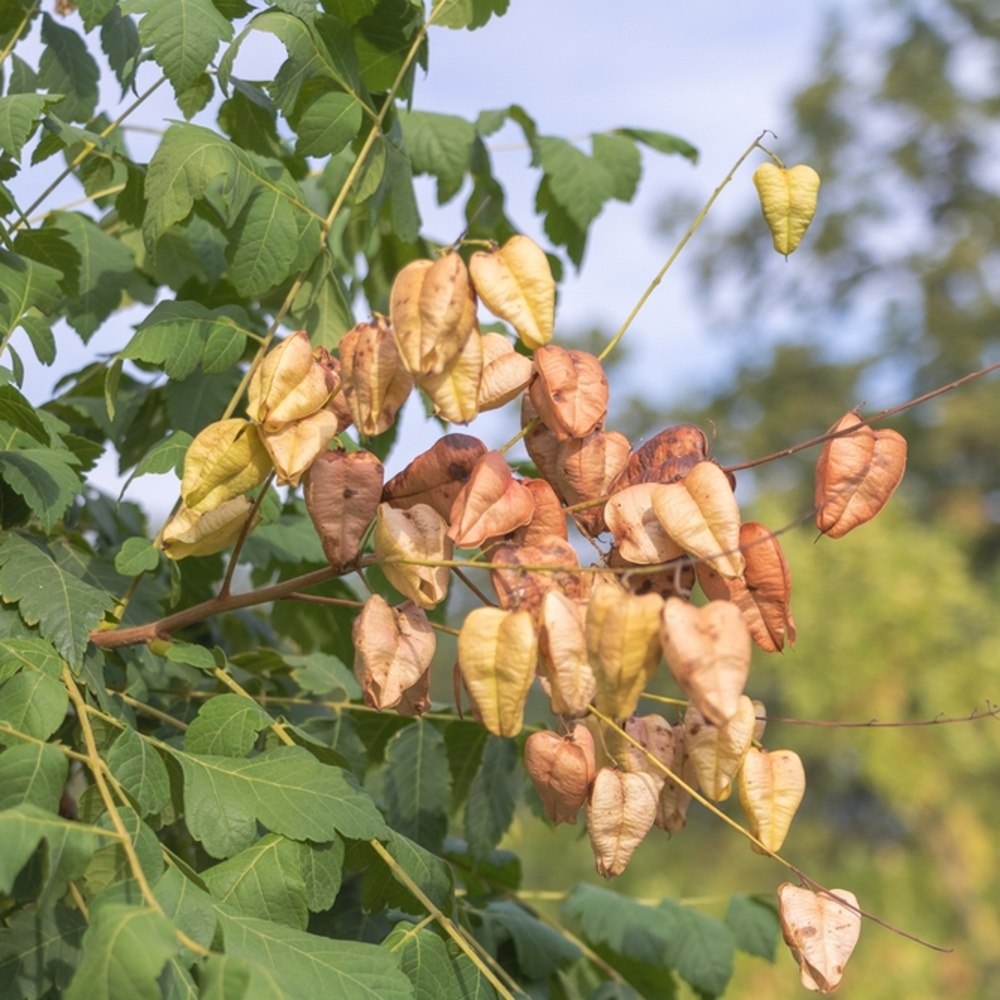 Svitel latnatý výška kmene 225cm, zemní bal-1