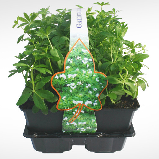 Půdopokryvné rostliny - Svízel vonný (mařinka vonná) 6pack