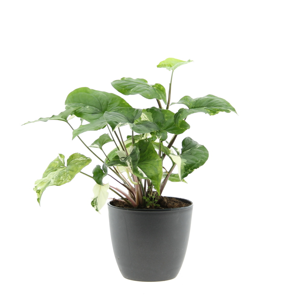 Okrasné pokojové rostliny - Syngonium 'Albo Variegatum' květináč 15cm