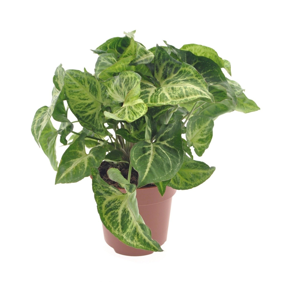 Okrasné pokojové rostliny - Syngonium Arrow květináč 12cm