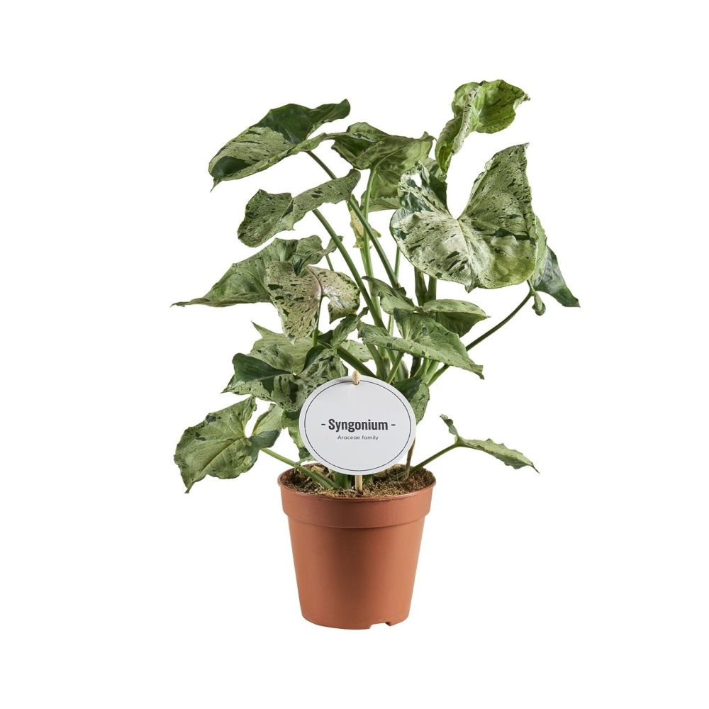 Okrasné pokojové rostliny - Syngonium Green Splash květináč 12cm