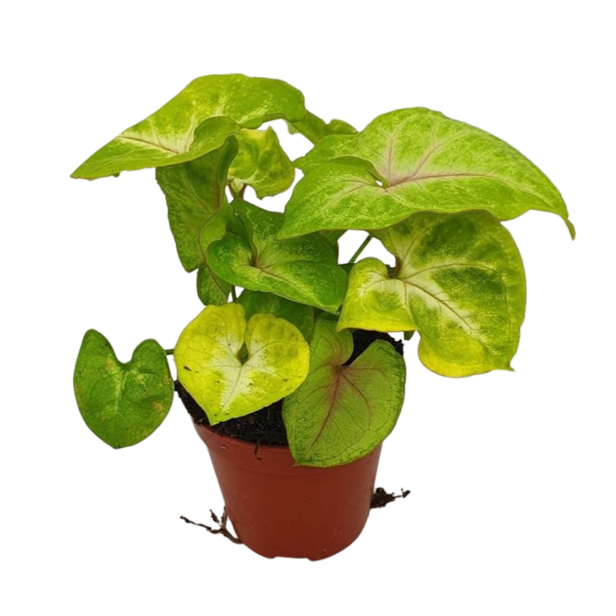 Okrasné pokojové rostliny - Syngonium Lime květináč 12cm
