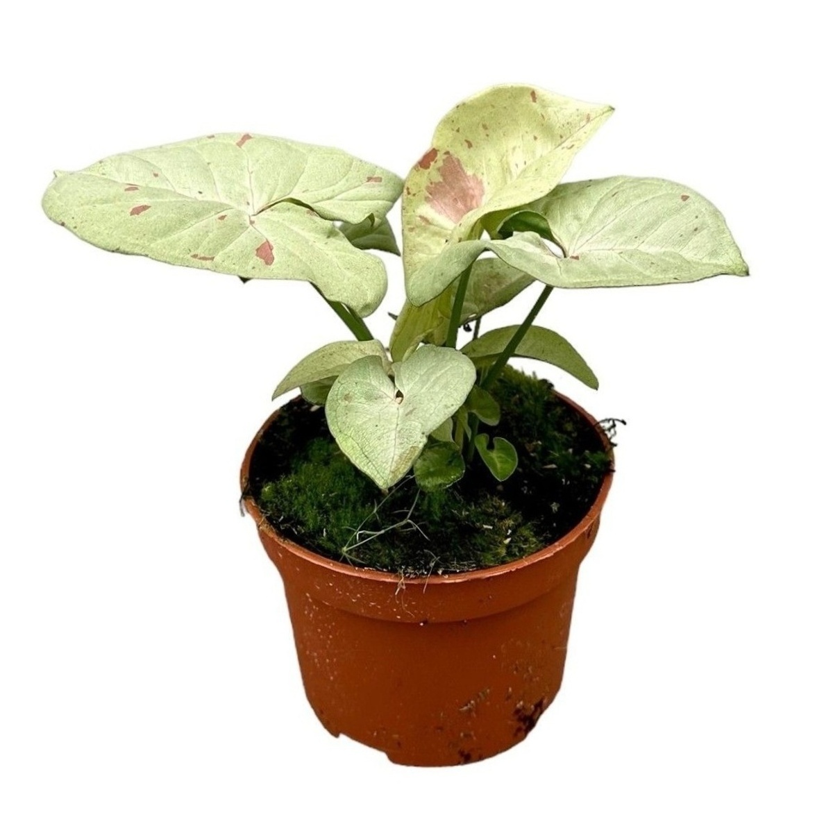 Okrasné pokojové rostliny - Syngonium Milk Confetti květináč 12cm