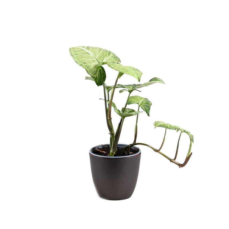 Okrasné pokojové rostliny - Syngonium mix květináč 12cm