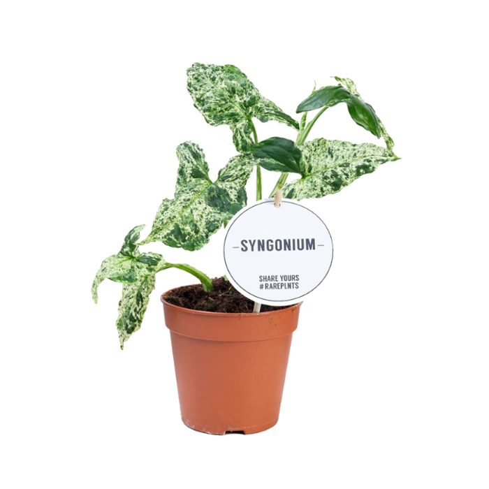 Okrasné pokojové rostliny - Syngonium 'Mottled' květináč 12cm